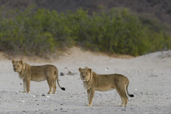 Desert lion