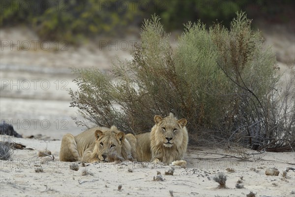 Desert lion