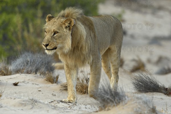 Desert Lion