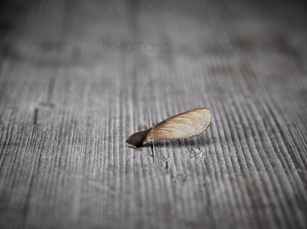 Maple seeds