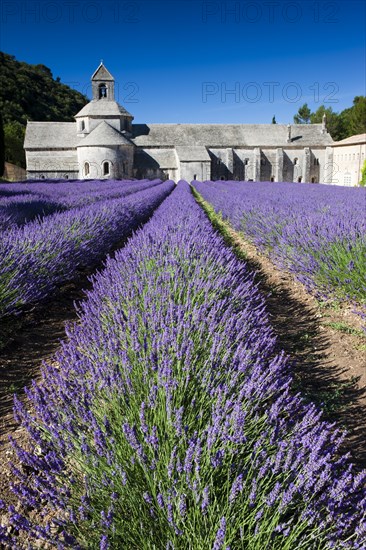 Cistercian abbey Abbaye Notre-Dame de Senanque with lavender field