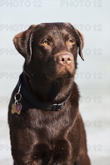 Labrador