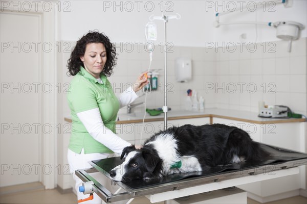Veterinarian