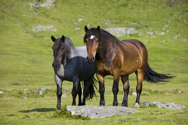 Mohrenkopf with black head and Noriker on pasture