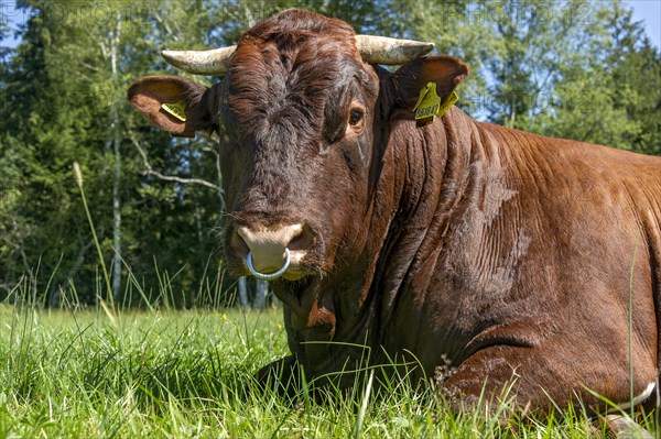 Brown and white spotted bull with nose ring lying in the pasture
