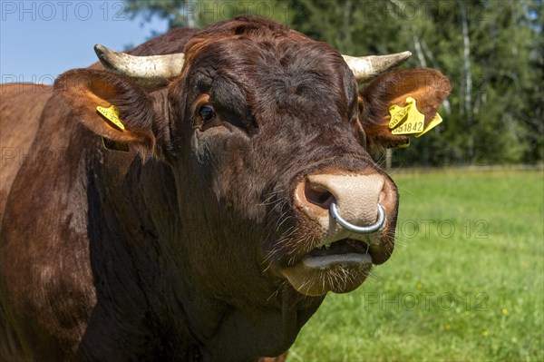 Brown and white spotted bull with nose ring in the pasture
