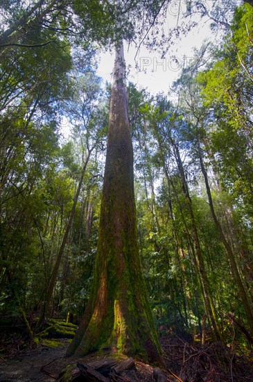 Tall trees