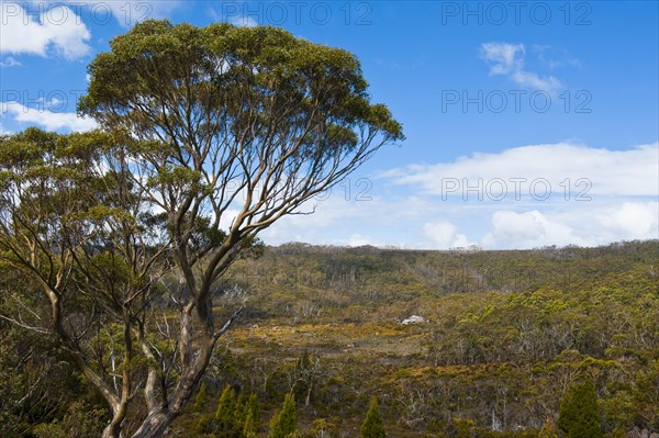 Landscape in the Mount Field National Park