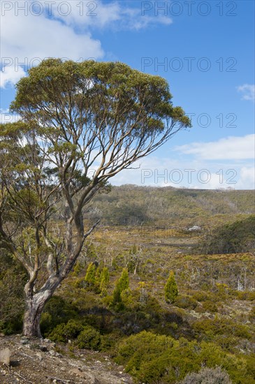 Landscape in the Mount Field National Park
