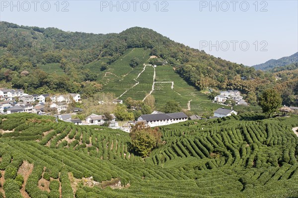 Tea plants