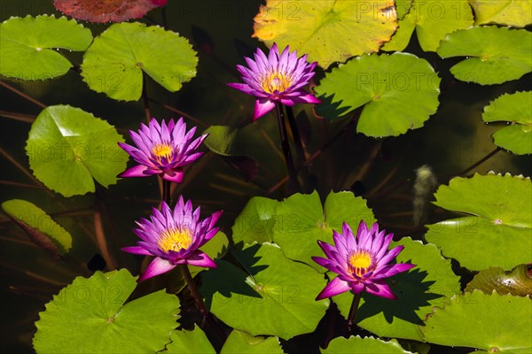 Lotus flowers