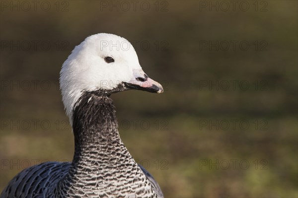 Emperor goose