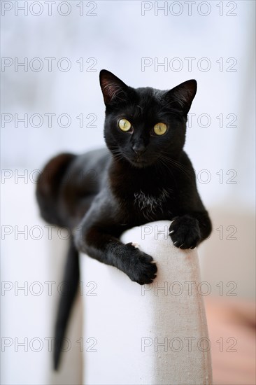 Black cat