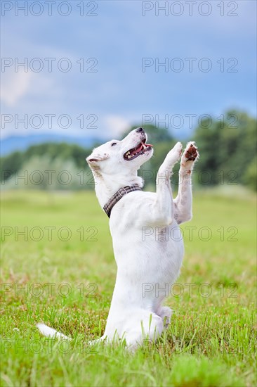 White Parson Russell Terrier sitting up and begging in a meadow