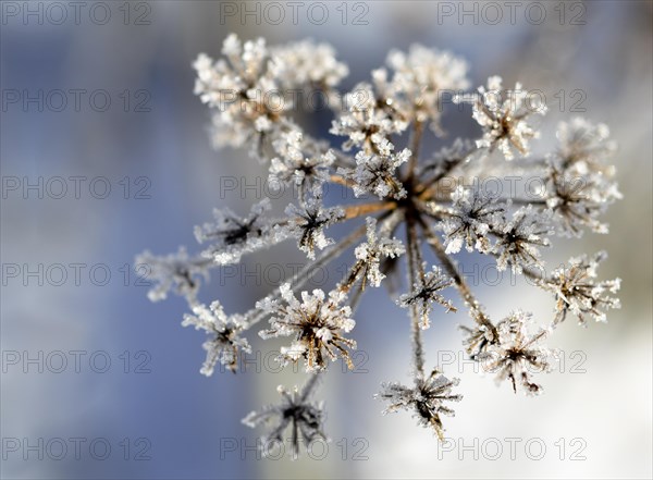 Ice crystals on a withered stalk