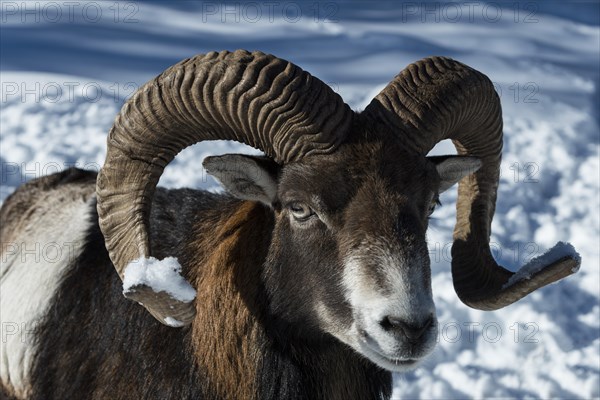 Mouflon