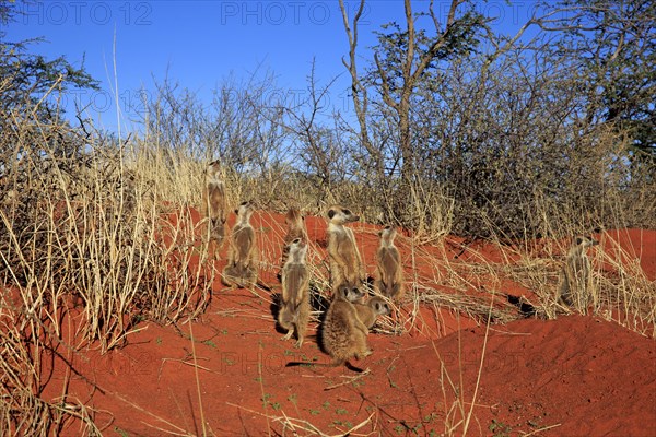 Meerkats