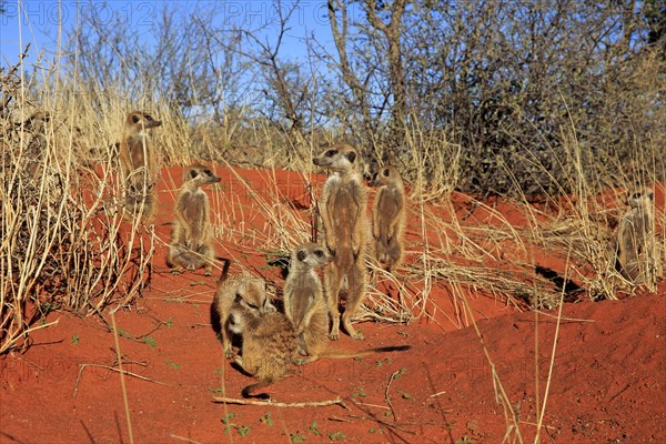 Meerkats
