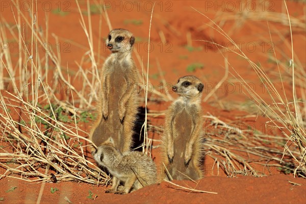 Meerkats