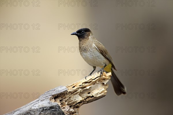 Common Bulbul