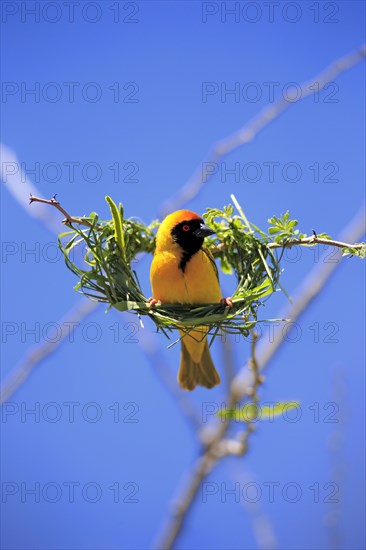 Southern Masked Weaver