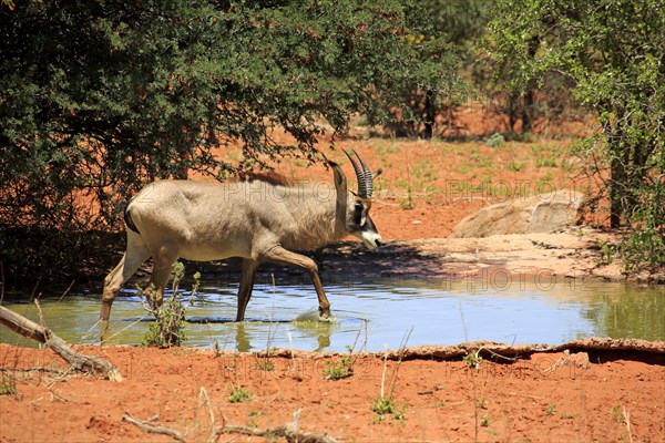Roan Antelope