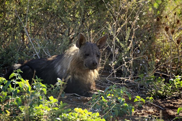 Brown Hyena