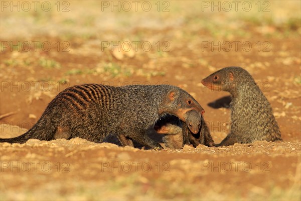 Banded Mongooses