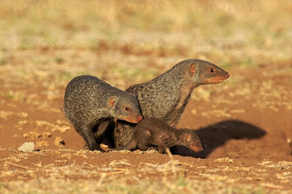 Banded Mongoose