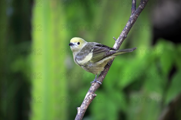 Palm tanager