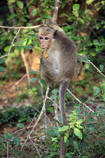 Toque macaque