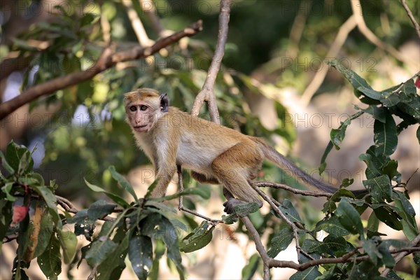 Toque macaque