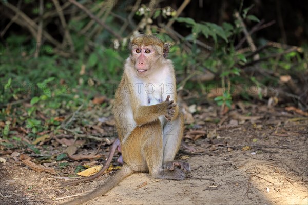 Toque macaque