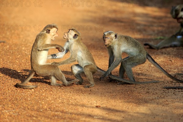 Toque macaque