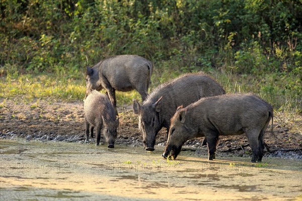 Wild boar