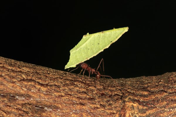 Leafcutter ant