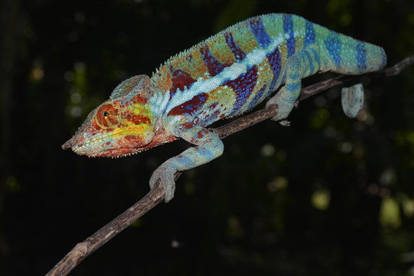 Panther chameleon