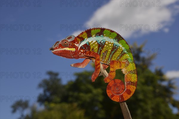Panther chameleon