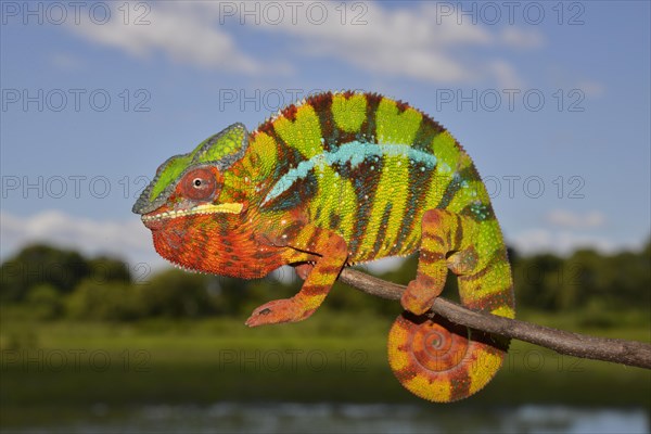 Panther chameleon