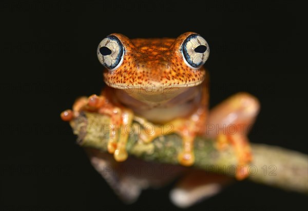 A nocturnal frog
