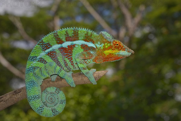 Panther chameleon