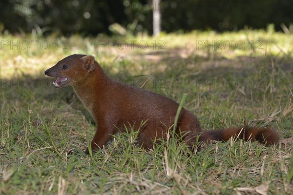 Ring-tailed mongoose