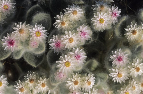 South-West Edelweiss