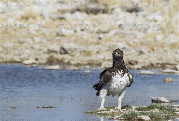 Martial eagle