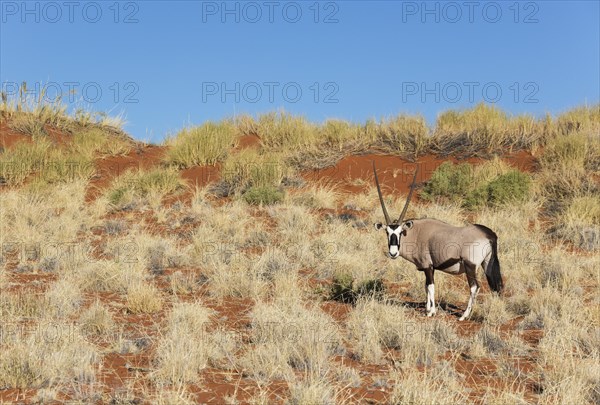 Gemsbok or gemsbuck