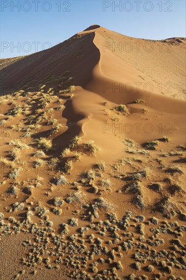 Grass-grown sand dune at the edge of the Namib Desert
