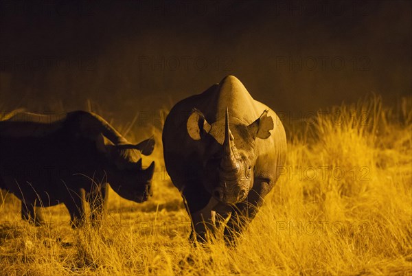Black rhinoceros or hook-lipped rhinoceros