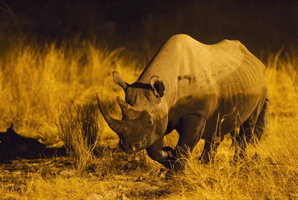 Black rhinoceros or hook-lipped rhinoceros
