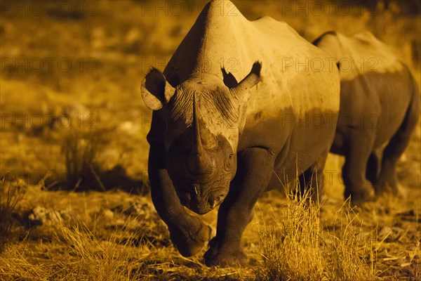 Black rhinoceros or hook-lipped rhinoceros