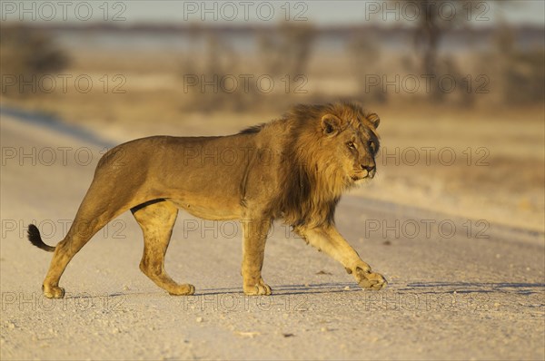 Lion